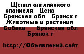 Щенки английского спаниеля › Цена ­ 2 000 - Брянская обл., Брянск г. Животные и растения » Собаки   . Брянская обл.,Брянск г.